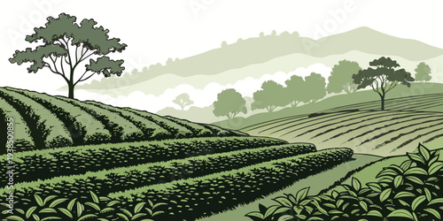 A serene landscape of rolling hills covered in lush green vineyards under a foggy sky. Vector