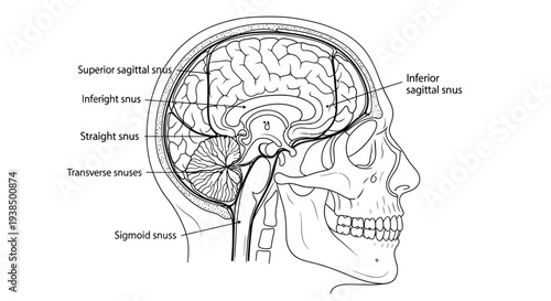 Detailed Illustration of Human Brain Anatomy.