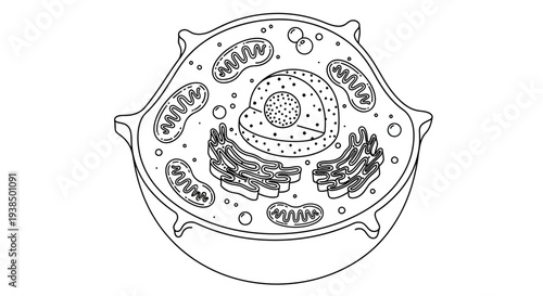 Detailed Diagram of Cell Structure and Organelles.
