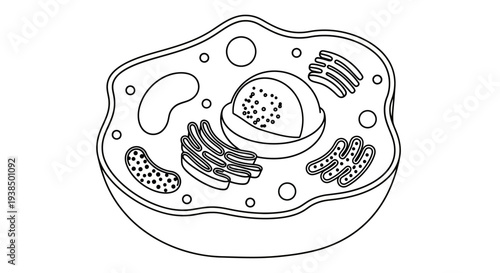 Detailed Illustration of Cell Structure Diagram.