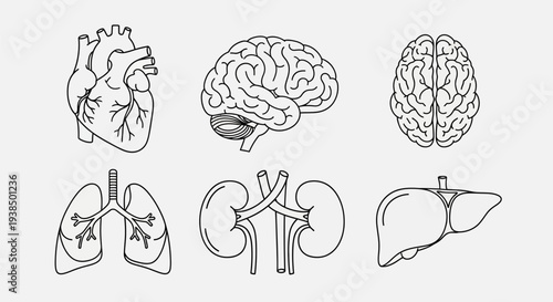 Human Organs Heart Brain Lung Kidney Liver.