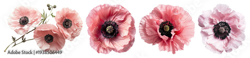 PNG Delicate pink poppy flowers arrangement, element set on transparent background