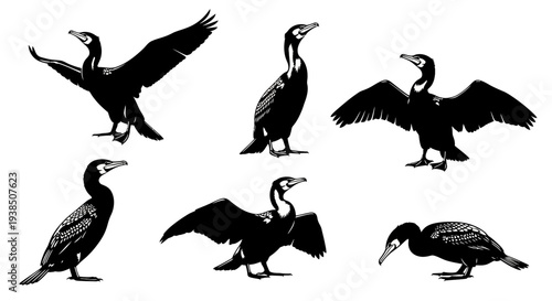 Cormorant Bird Silhouettes Collection: Various Poses, Black and White Graphic