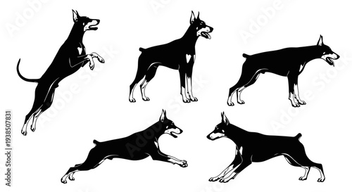 Doberman Pinscher Dog Silhouette Set: Dynamic Poses, Black and White Graphic
