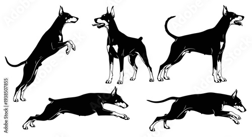 Doberman Pinscher Dog Silhouettes in Various Poses: Jumping, Standing, Running