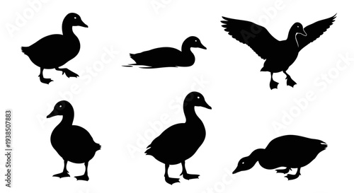 Duck Silhouettes Collection: Various Poses of Ducks in Black and White