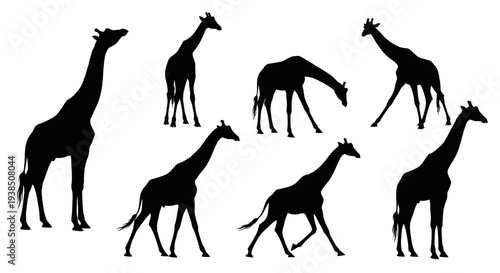 Giraffe Silhouettes Collection: Various Poses of African Wildlife Animals
