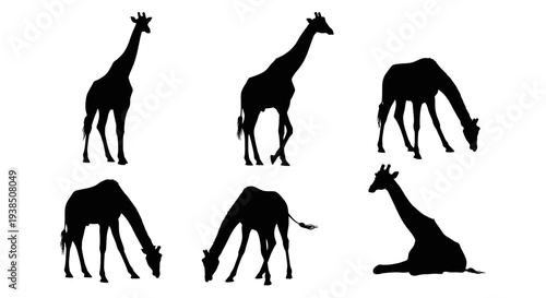 Giraffe Silhouettes Collection: Standing, Grazing, and Resting Poses