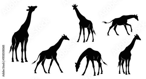 Giraffe Silhouettes Collection: Various Poses of African Wildlife on White Background