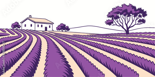 A serene landscape of rolling hills covered with vast fields of purple lavender. Vector