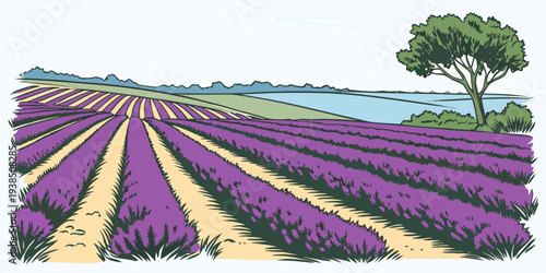 A vast field of blooming lavender stretches out under a clear blue sky. Vector