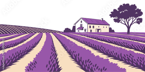 Vast fields of purple lavender stretch out towards a distant farmhouse and windmill Vector