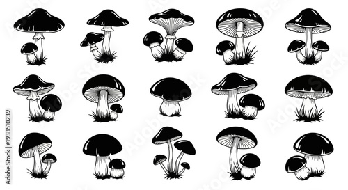 Collection of Hand-Drawn Mushroom Illustrations - Vintage Style