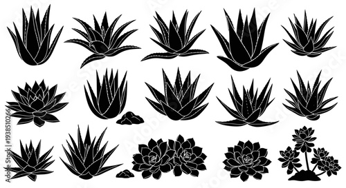 Collection of Black Silhouette Succulent Plants and Aloe Vera Varieties