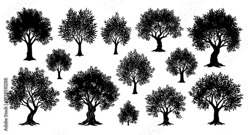 Collection of Black Silhouettes of Olive Trees on White Background