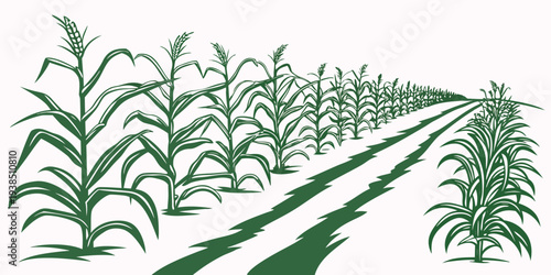Rows of green corn plants growing in a well-maintained agricultural field. Vector