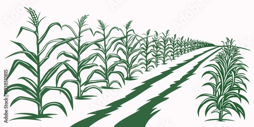 Rows of green corn plants growing in a well-maintained agricultural field. Vector