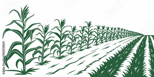 A vast field of corn stretches towards the horizon under a clear blue sky Vector