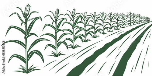 Rows of young green plants growing in a well-maintained agricultural field. Vector