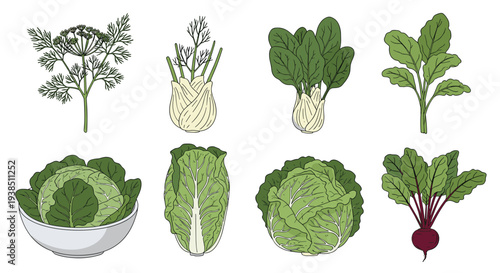 Set of fresh green leaf vegetables and roots including spinach, dill, fennel, cabbage, and beet in a detailed hand drawn style.