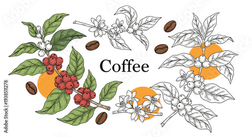 Detailed botanical illustration of coffee plant branches with leaves flowers and red berries accompanied by roasted coffee beans.
