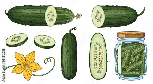 Comprehensive collection of cucumber illustrations featuring whole sliced flowers and a jar of pickled gherkins on white.