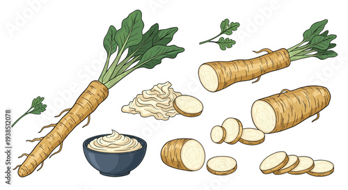 Detailed set of parsnip or horseradish roots whole sliced and grated with a bowl of spicy sauce on white background.