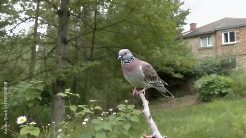 A Detailed Depiction of a Eurasian Collared-Dove Perched Upon a Thin Tree Limb Showcasing Its Subtle Gray Feathers and Striking Crimson Eye Set Against a Vivid Springtime Environment