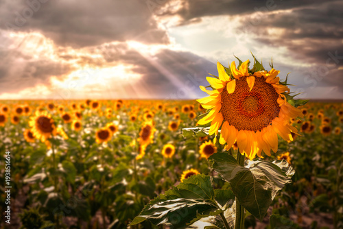 Photos Sunflower field on a farm in the countryside at sunset ready to be harvested