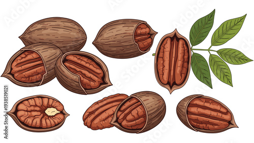 Comprehensive botanical collection shows pecan nuts in whole shells, halved, and meat with detailed green leaves.
