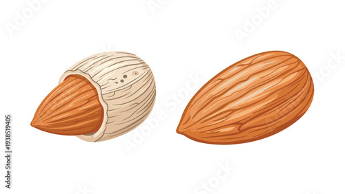Natural food illustration displays two almonds including one in its textured shell and one whole peeled kernel.