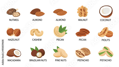 Comprehensive educational chart displays various types of nuts and seeds with their corresponding names for easy identification.