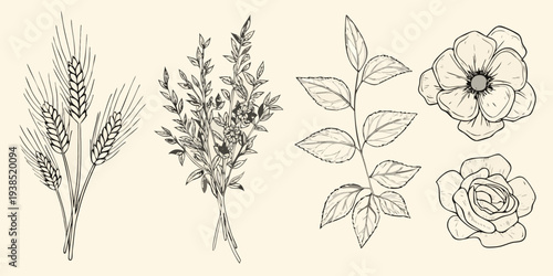 Vintage botanical illustration featuring wheat foliage and delicate flowers