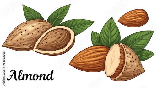 Realistic illustrations of whole and cracked almond nuts with fresh green leaves on a clean white background.