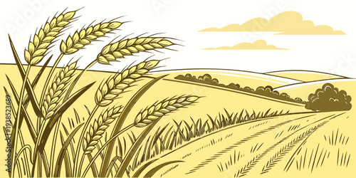 Golden wheat field under a clear blue sky with fluffy white clouds Vector