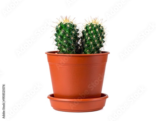 Two green cacti in a brown plastic pot with a saucer on a white background