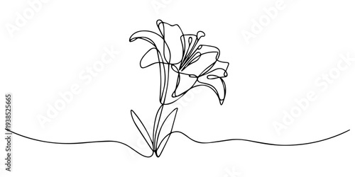 Continuous one line drawing of a lily flower bloom. Editable black stroke on a white background. Vector illustration, Lily flower continuous one line drawing. Minimalist single line art lily flower.