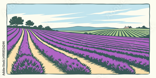 A vast field of vibrant purple lavender flowers stretching towards the horizon under a clear blue sky. Vector
