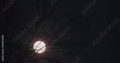 Vollmond wandert hinter einem Baum über den Nachthimmel