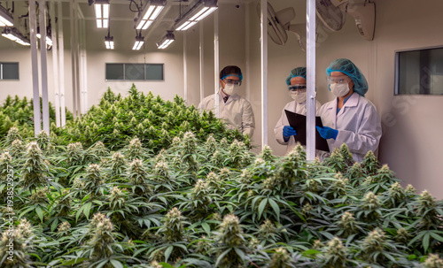 Professional scientists in protective lab coats inspecting flowering cannabis plants in a modern medical marijuana indoor cultivation facility for pharmaceutical research