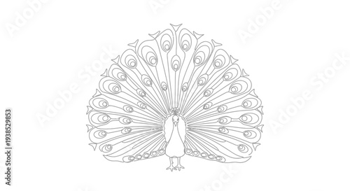 Peacock Spreading Tail Feathers on Isolated White Background Line Art