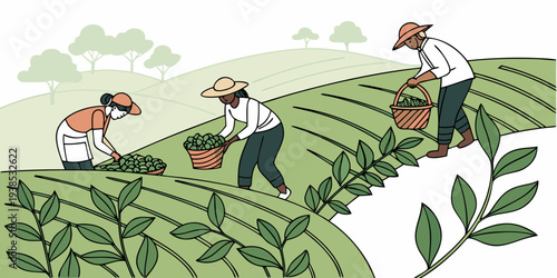 Three people are working in a vegetable garden, harvesting crops and placing them in baskets. Vector