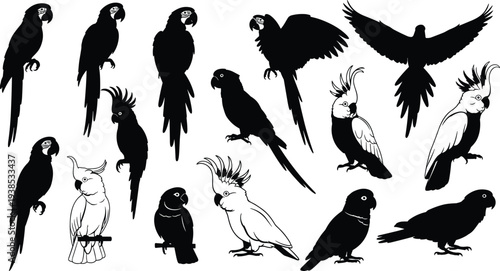 parrot, cockatoo, bird, silhouette, set, tropical, wildlife, black, white, illustration, exotic, parakeet, macaw, flying, perched, animal, collection, nature, graphic, design