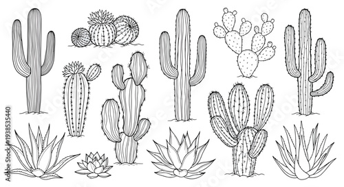 Variety of Cacti and Succulents Plants.