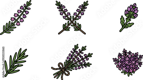 Flat design hand drawn lavender icon set close up sprigs and bouquet tied with bow isolated on white background soft natural lighting