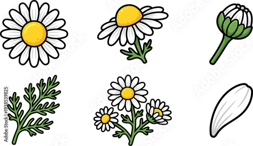 Cartoon vector flat design close up of chamomile daisy set showing open blooms bud stems single petal leafy sprig isolated white