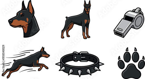 Flat design set showing doberman head close up, standing and running full body poses with spiked black collar whistle and paw icons