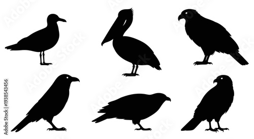 Set of Various Bird Silhouettes Isolated on White Background