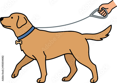 Flat design view golden retriever on blue collar leash held by hand walking right with bone tag clean line art