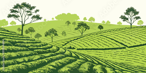 A green tea plantation with trees on a hillside Vector